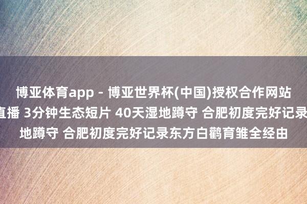 博亚体育app - 博亚世界杯(中国)授权合作网站，2026世界杯文字直播 3分钟生态短片 40天湿地蹲守 合肥初度完好记录东方白鹳育雏全经由